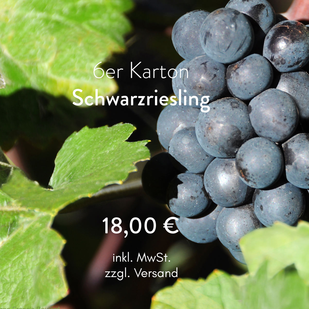 Angebot Schwarzriesling